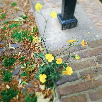 Utrecht - Fleur sur le pas de la porte sur Wout van den Berg