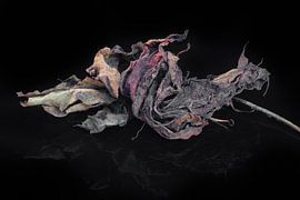 Herfst- nature art van Klaartje Majoor