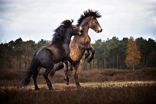 Exmoor pony's in gevecht