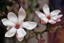 Magnolia in bloei van Excellent Photo