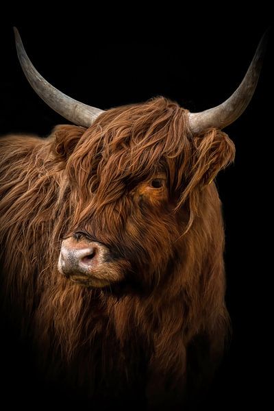 Schotse Hooglander: portret met zwarte achtergrond van Marjolein van Middelkoop