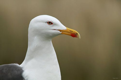 Little Black-backed Gull