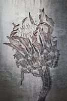 Rode zonnehoed - Echinacea purpurea