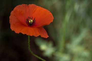 Rode papaver van Cilia Brandts