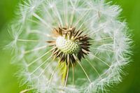Paardenbloem