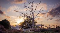 The heath