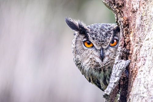 Attention ... Je vous observe !