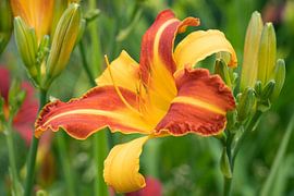 Taglilie, Hemerocallis