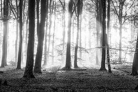 Aube sur Niels Barto