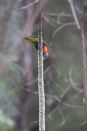 Rainbow Lorikeet, Queensland, Australia