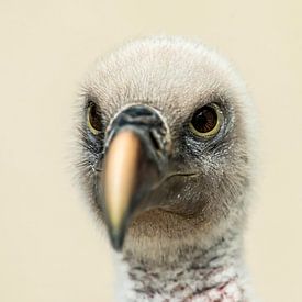 Vulture by Rob Smit