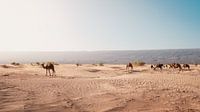 Marokko Sahara 9 von Andy Troy Miniaturansicht