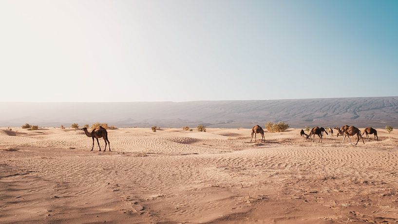 Marokko Sahara 9 von Andy Troy