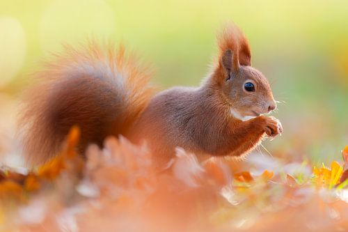 The smiling squirrel