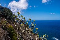 Uitzicht op zee aan de noordkust van Tenerife van David Esser thumbnail