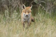 Junger Fuchs im Gras von Menno Schaefer Miniaturansicht
