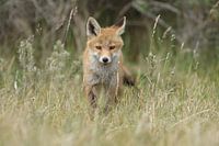 Red fox cub