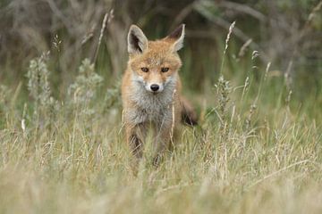 Junger Fuchs im Gras von Menno Schaefer