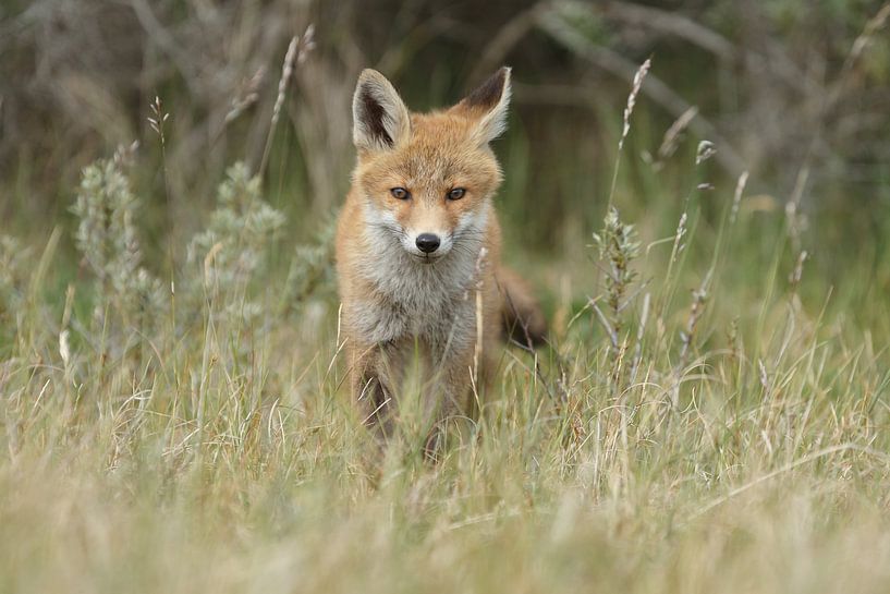 Vossen welp in het gras van Menno Schaefer