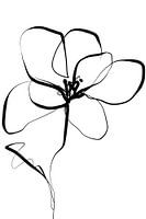 Magnolia 01