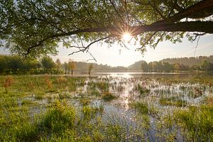 Sonnenstrahlen im Naturschutzgebiet Horsterwold