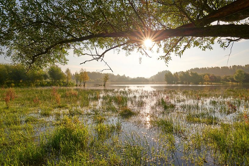 Sunbeams in nature reserve Horsterwold by Jenco van Zalk