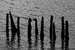 Waddensea sur Anne Koop