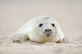 Grey Seal ( Halichoerus grypus ), young pup, fluffy white fur, coat, crawling over the beach, search by wunderbare Erde