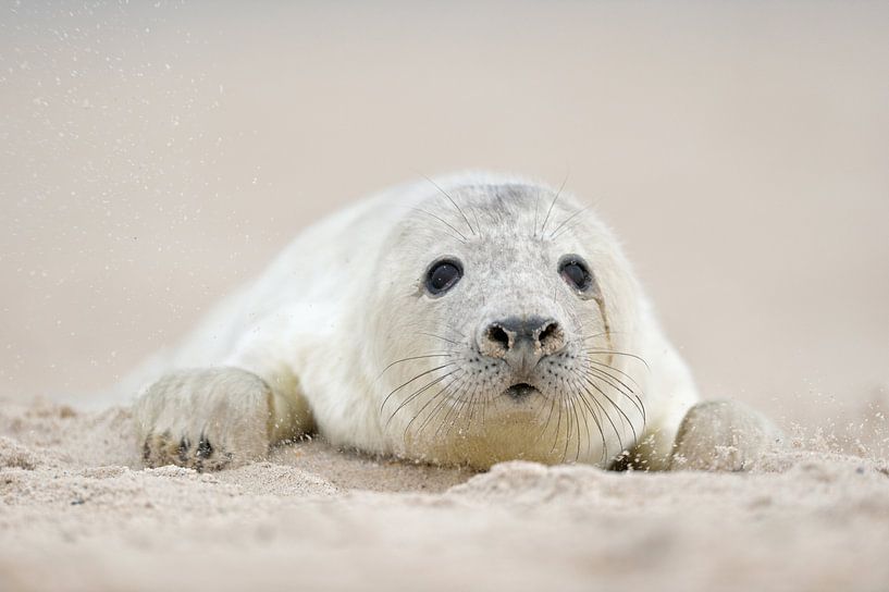 Verbeteren Huis In zicht Grijze zeehond ( Halichoerus grypus ), baby in witte lanugo bont, in het  zachte zand van de Noordzee van wunderbare Erde op canvas, behang en meer