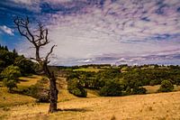 Dead lone tree