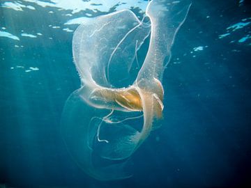 Jellyfish-1 by Ljuba Vansteenkiste