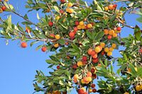 Aardbeiboom tegen een blauwe lucht.