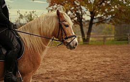 Photoshooting with light brown Haflinger with beige mane