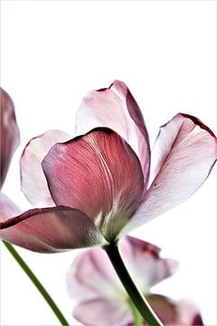 Tulp Trio van Michelle Raven
