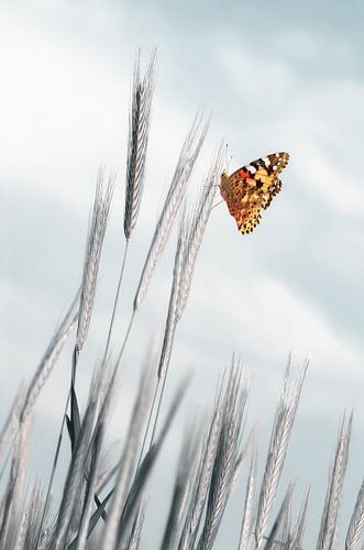 Vlinder: distelvlinder