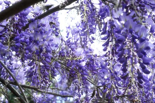 Abondance florale
