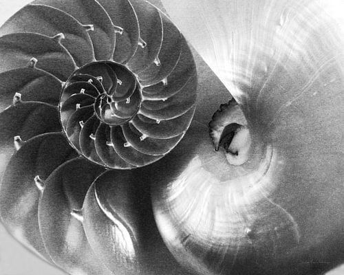 Nautilus Yin Yang, Debra Van Swearingen