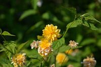 Yellow flowers 
