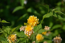 Yellow flowers  van Tessa van Giessen
