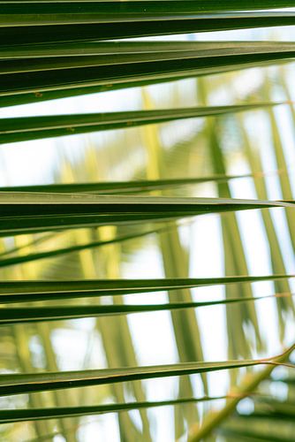 majestätische Palme mit starken, schlanken Stämmen und schönen grünen Blättern