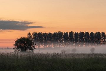 paysage d'arbres dans la brume sur Tania Perneel