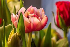 FLORA : DER BLUMENSTRAUSS von Photoart-Naegele