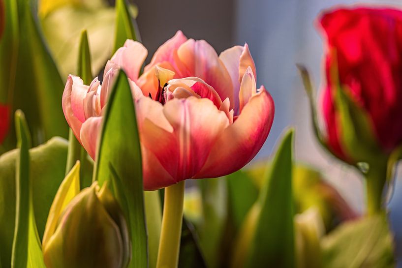 FLORA : THE BOUQUET by Photoart-Naegele