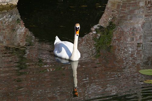 Witte knobbelzwaan in een kasteelvijver in Duitsland.