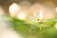 Bosanemoon in ochtendlicht.2