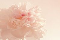 Roze pioenroos