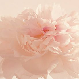 Roze pioenroos van Anneke Verweij