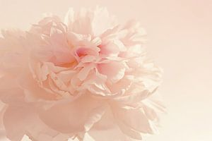 Pink Peony von Anneke Verweij