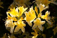 Bloeiende Azalea