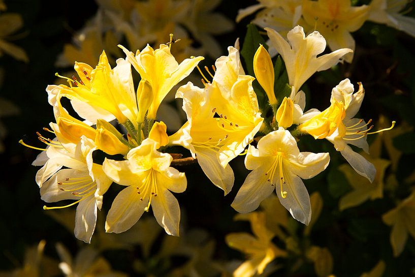 Bloeiende Azalea van Robbert Strengholt